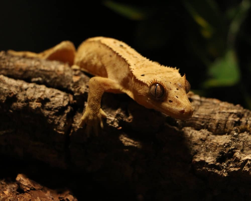 Can crested geckos swim