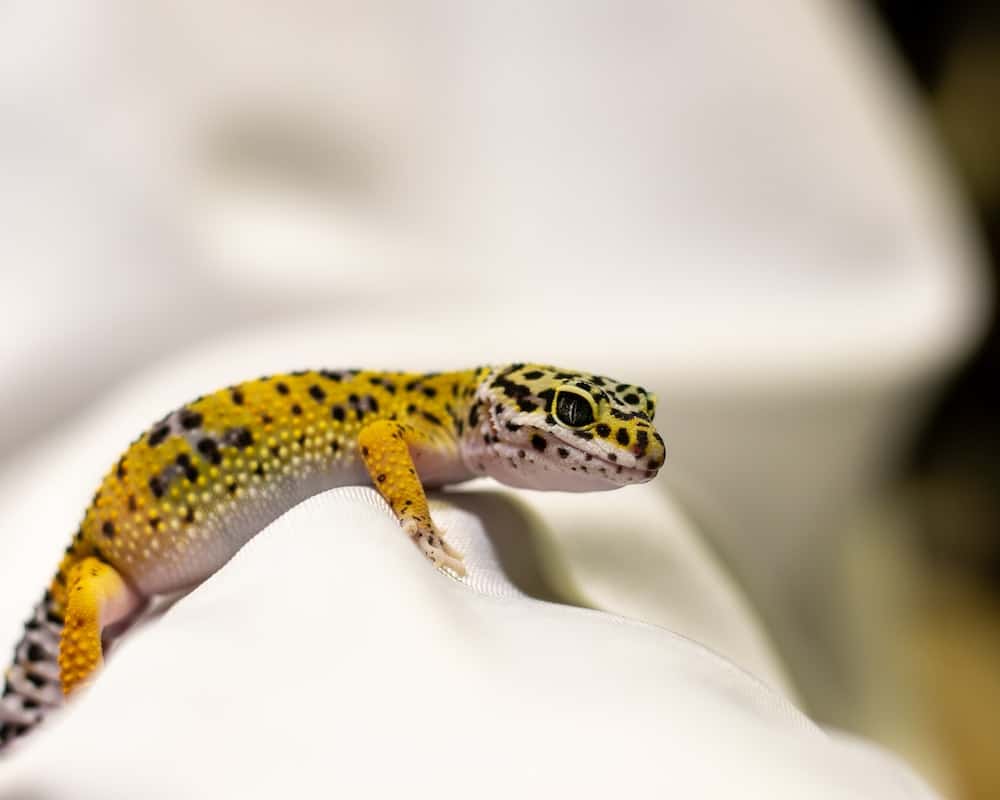 Why is my leopard gecko pale