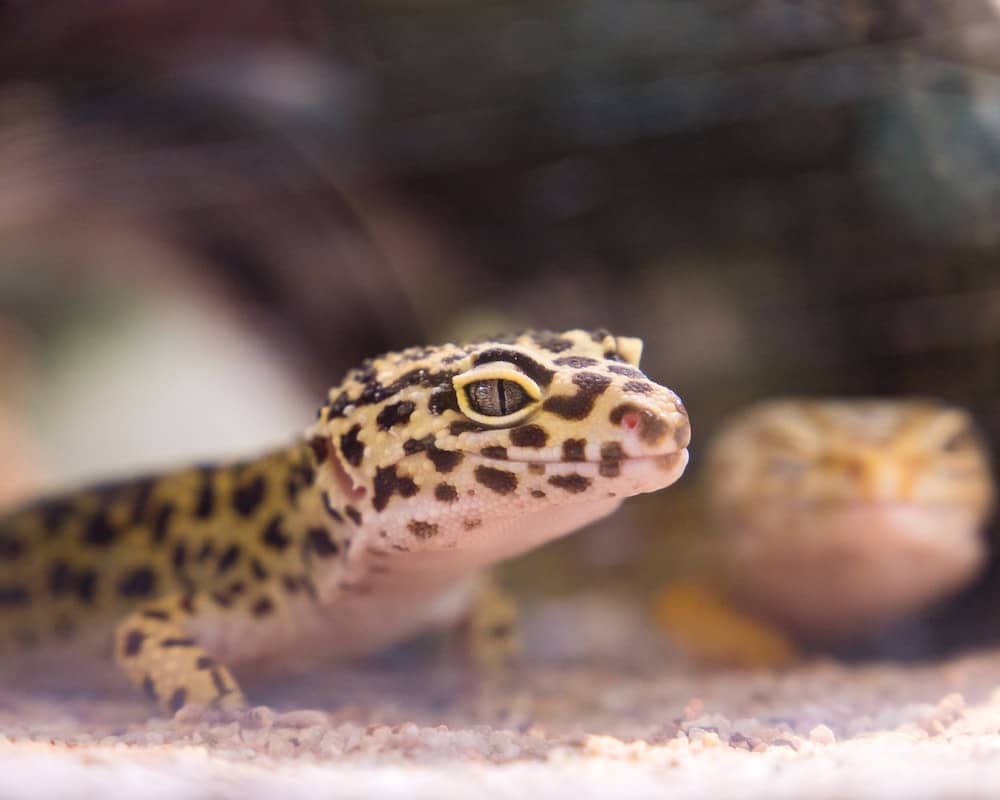 Why does my leopard gecko stare at me