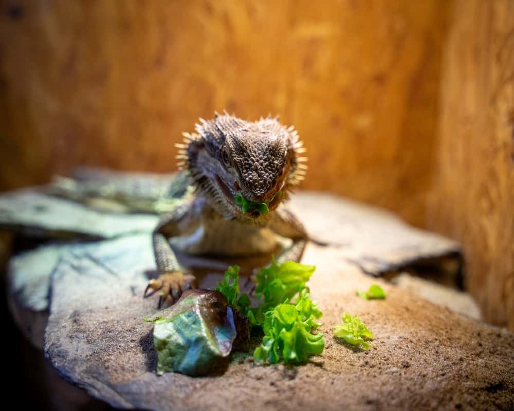 can you overfeed a bearded dragon