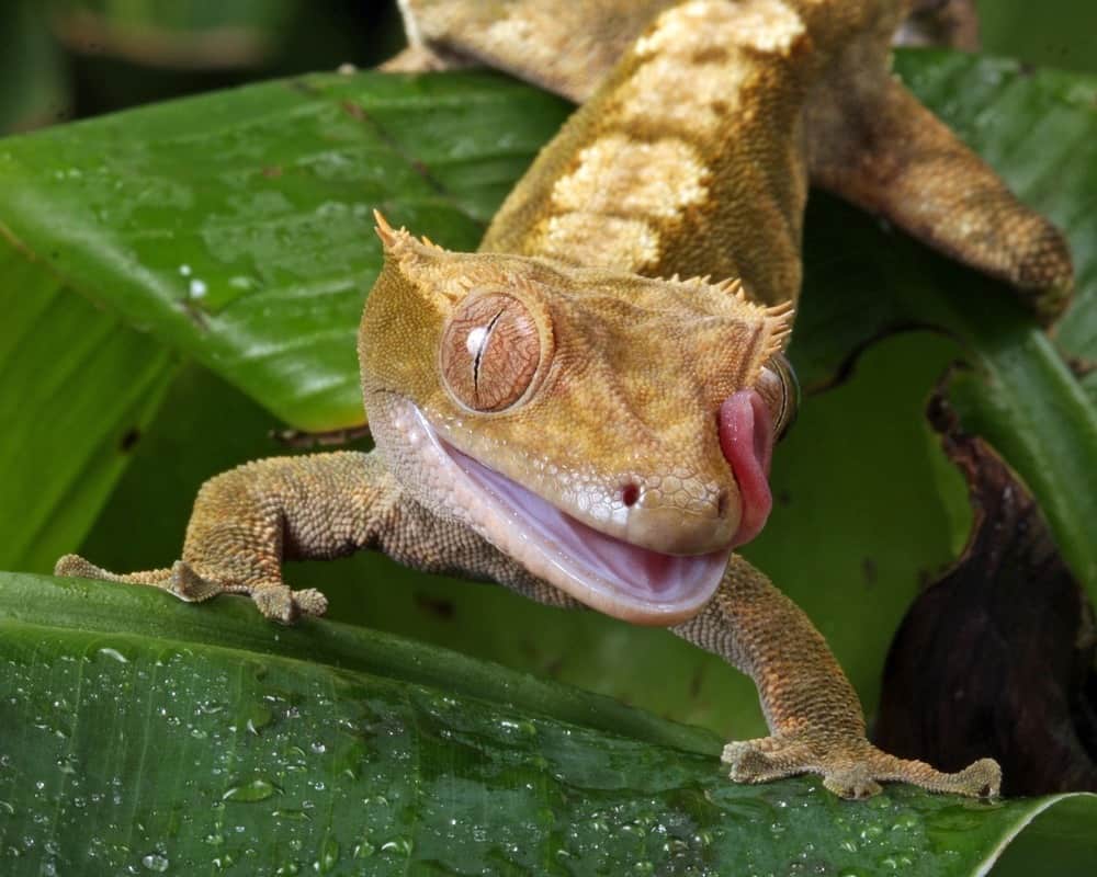 crested gecko mouth rot