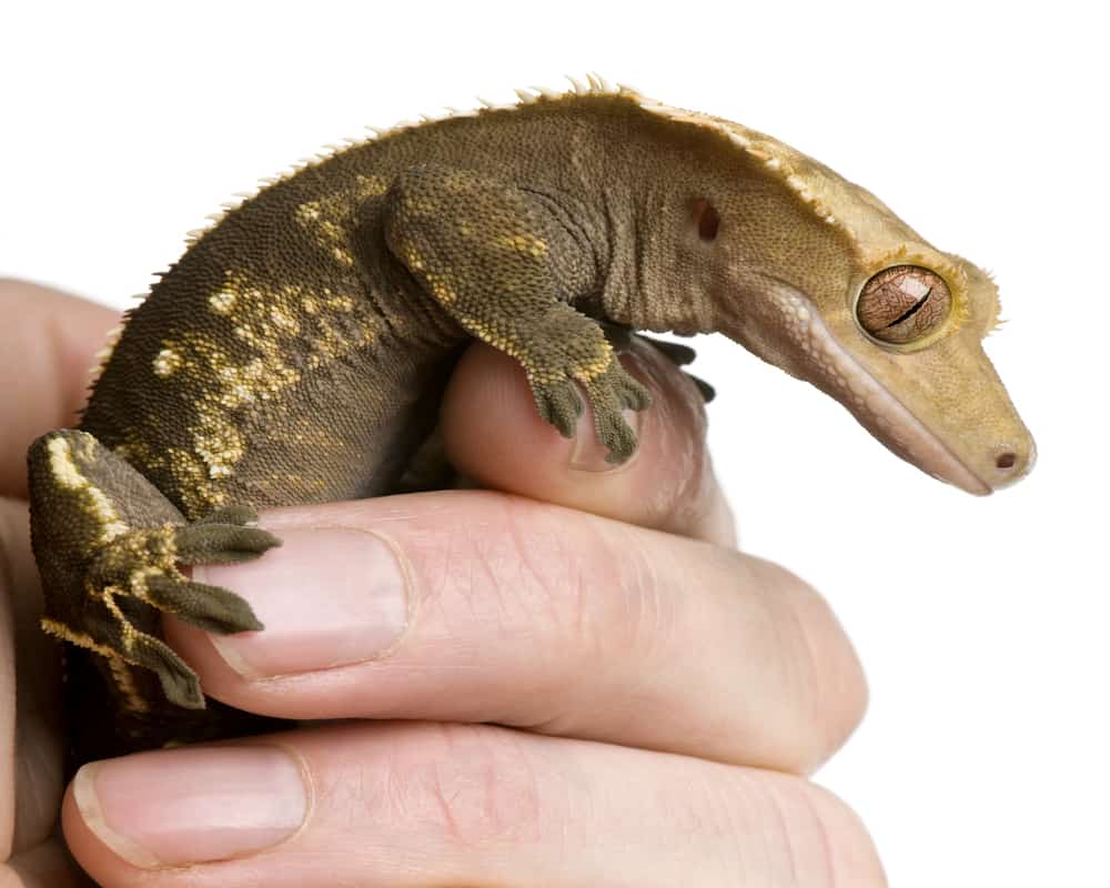 do crested geckos like to be held