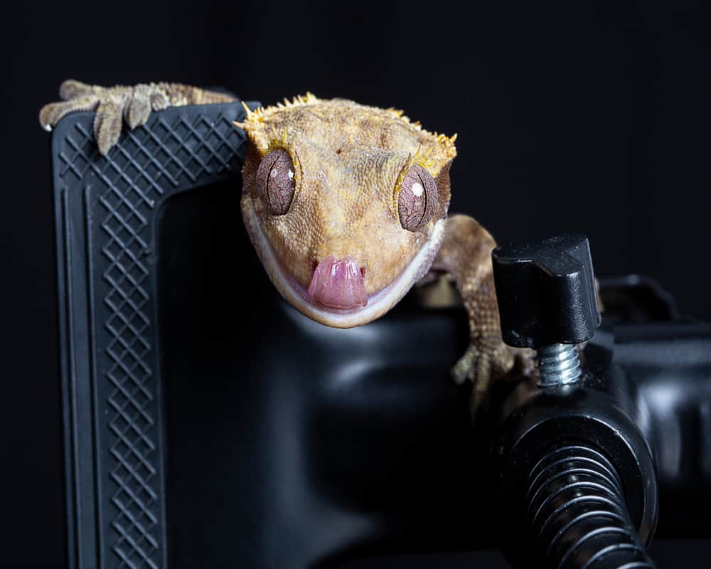 how long can a crested gecko go without eating