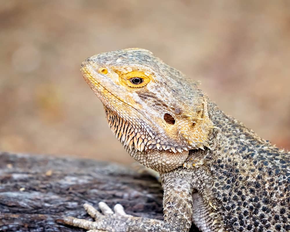 what do black spots on a bearded dragon mean
