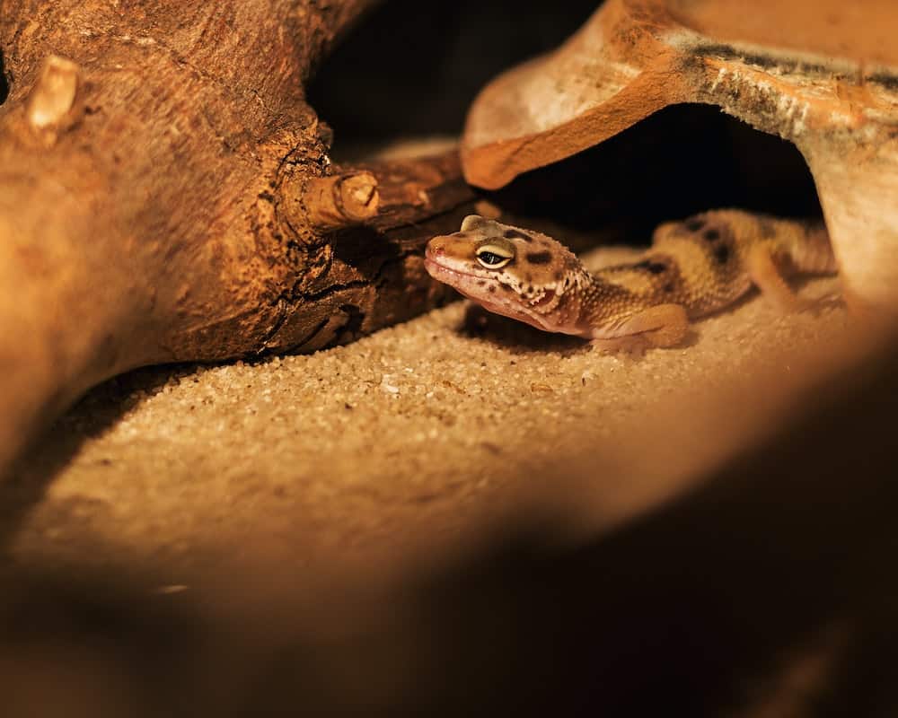 leopard gecko digging