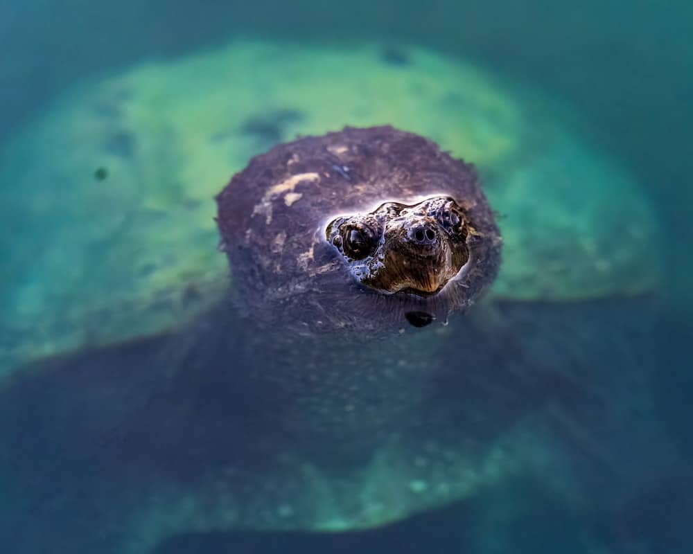 can snapping turtles breathe underwater