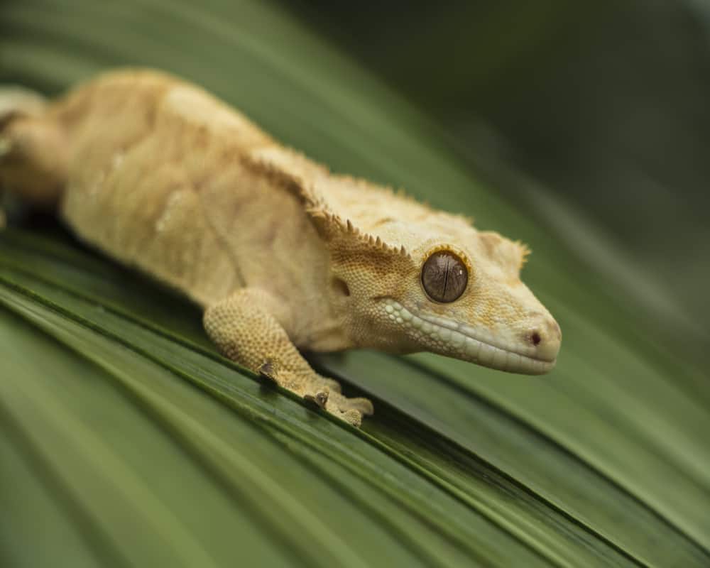 dehydrated crested gecko symptoms