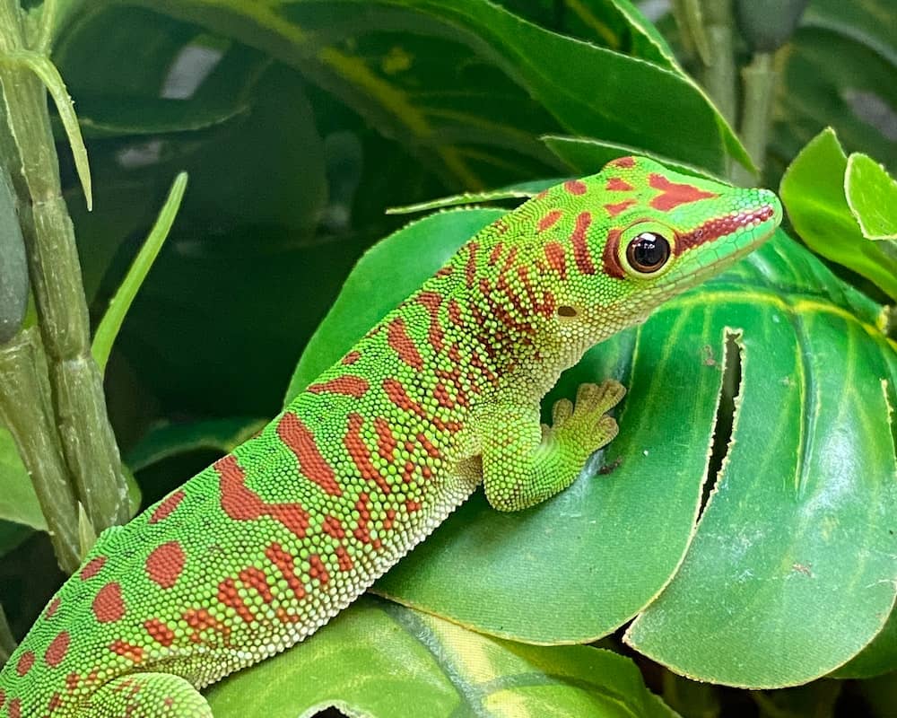 do geckos change color