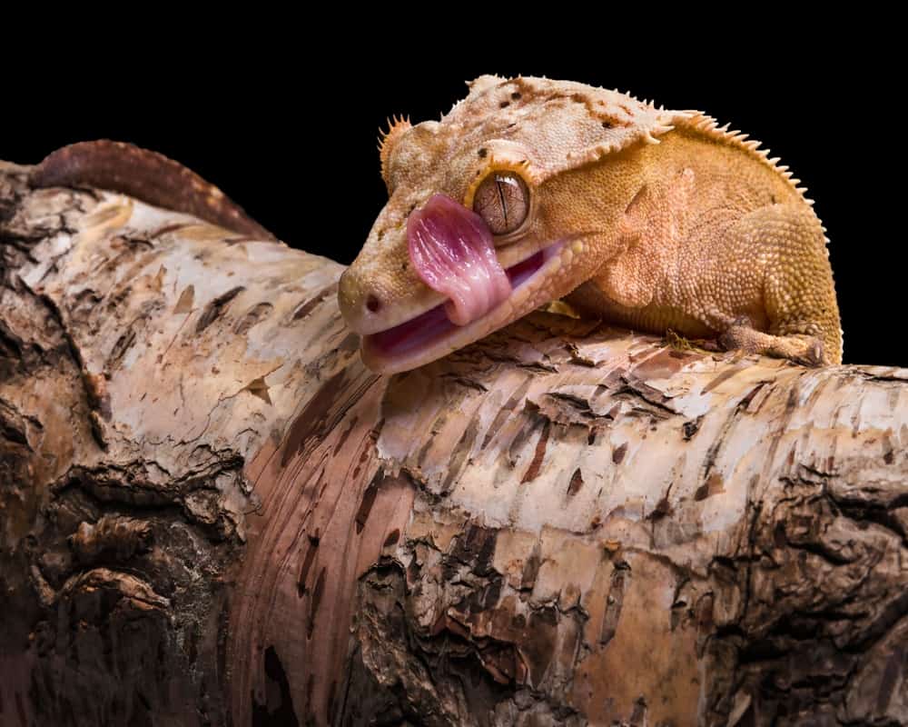 do crested geckos bite