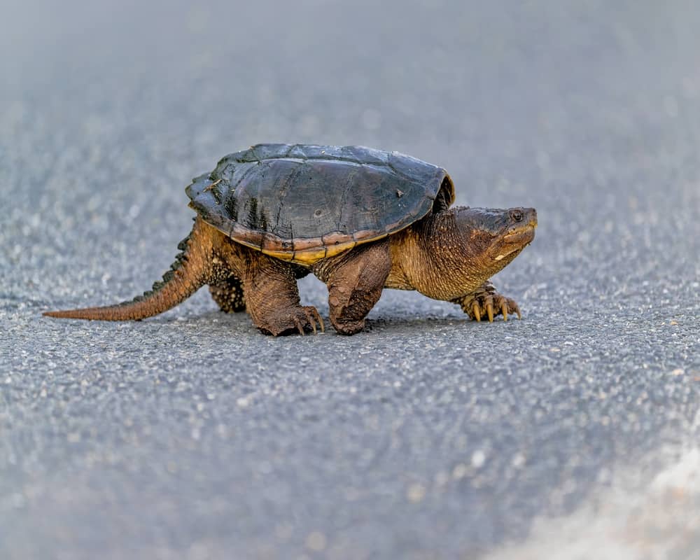how fast can a snapping turtle run