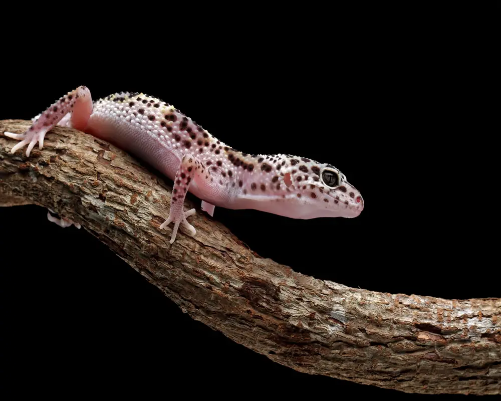 Can Leopard Geckos See In The Dark