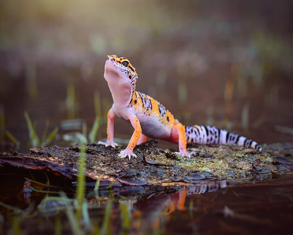 dehydrated leopard gecko symptoms