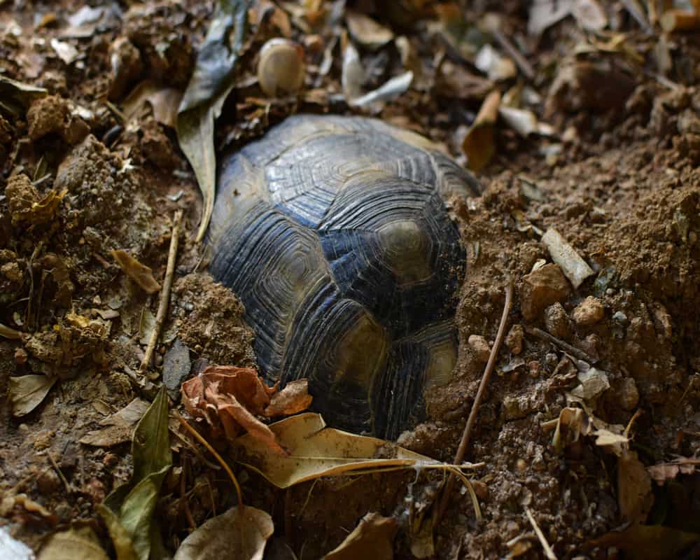 how long do turtles hibernate