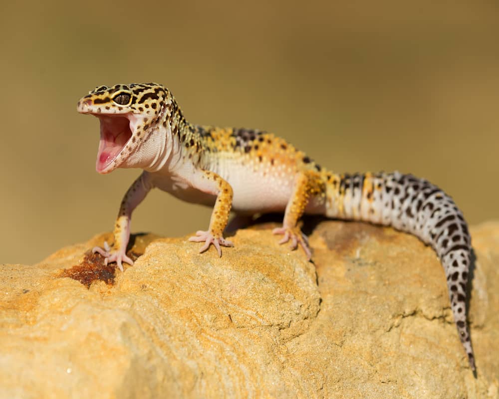 why do leopard geckos scream