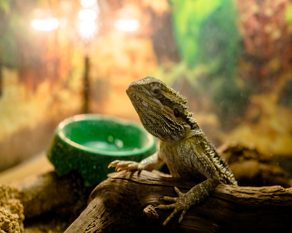 can bearded dragons drink tap water
