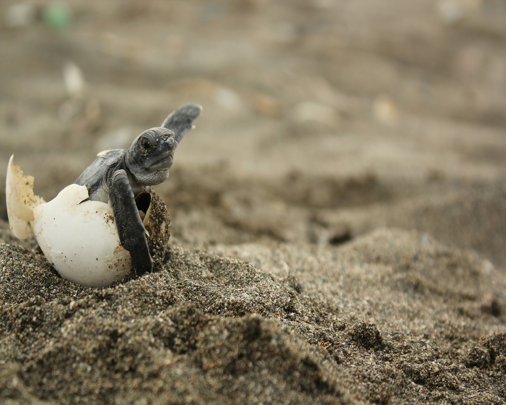can male turtles lay eggs