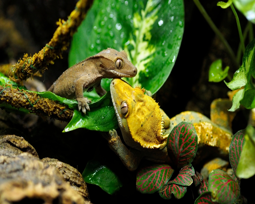 how many crested geckos can live together