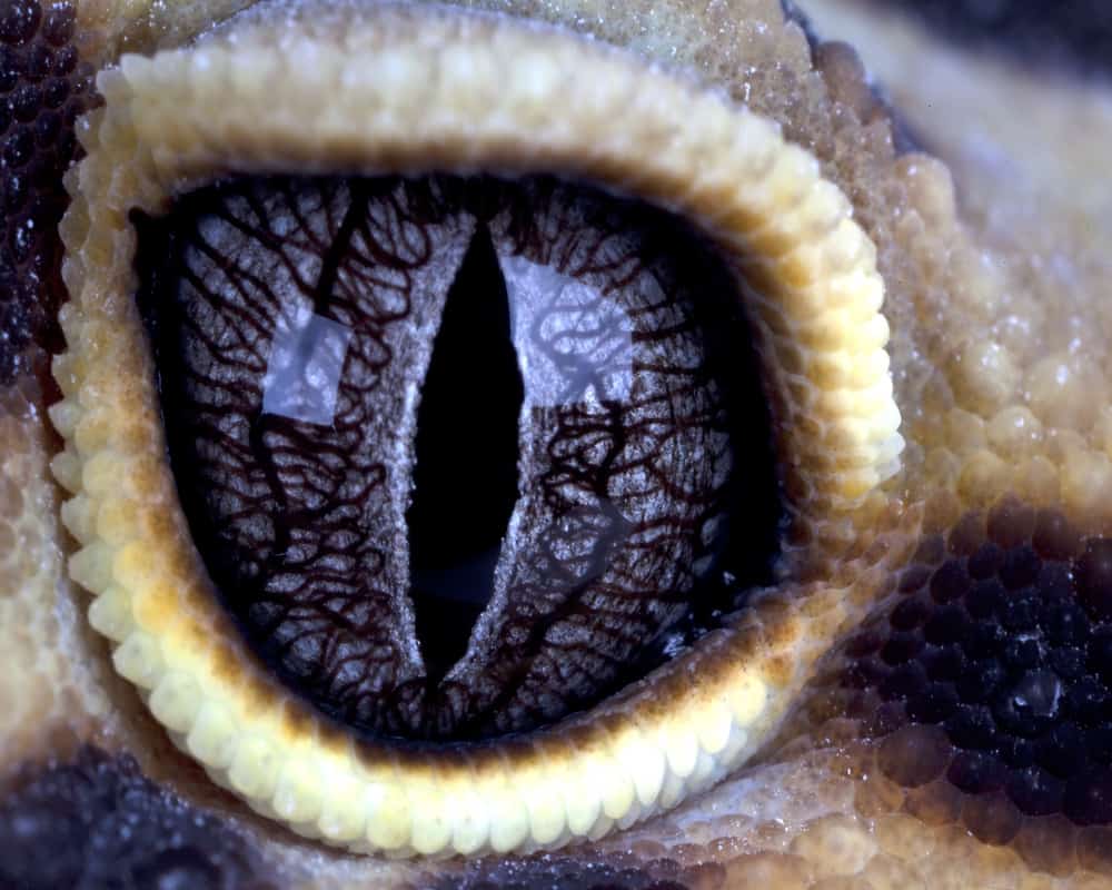 leopard gecko eye infection symptoms