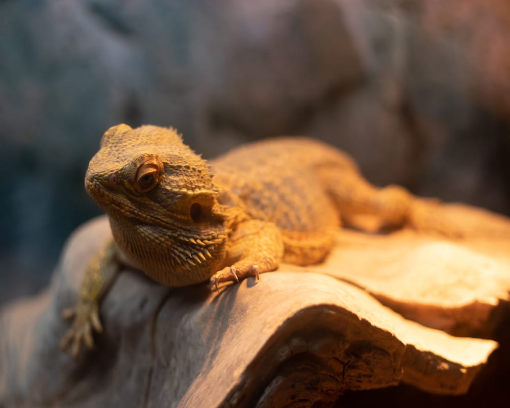 how to keep bearded dragons warm at night