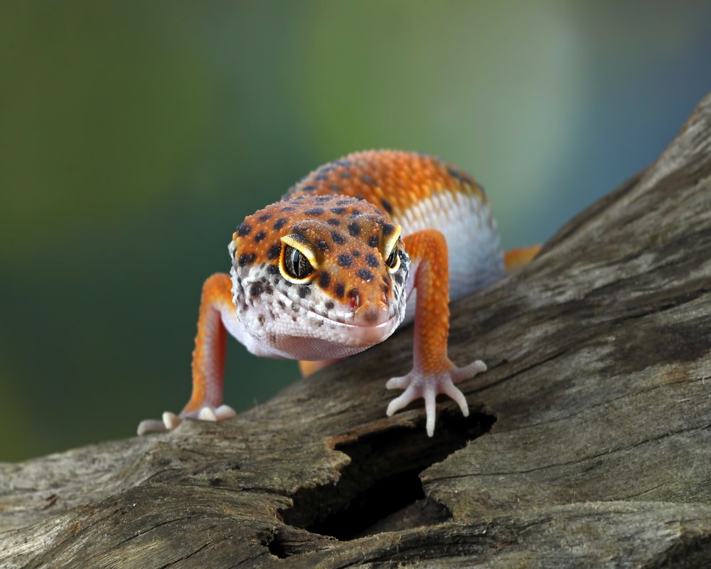 leopard gecko chirping