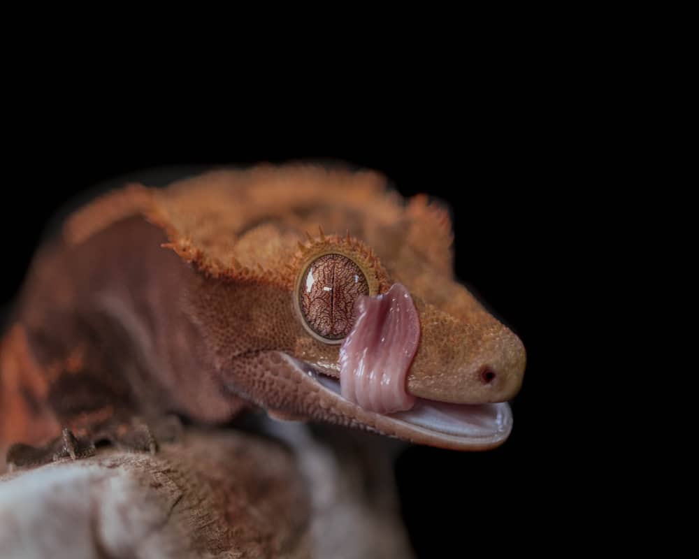 what fruits can crested geckos eat