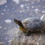 Can Red-Eared Sliders Eat Tomatoes